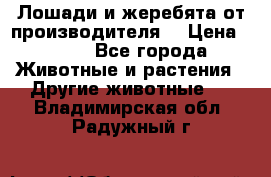 Лошади и жеребята от производителя. › Цена ­ 120 - Все города Животные и растения » Другие животные   . Владимирская обл.,Радужный г.